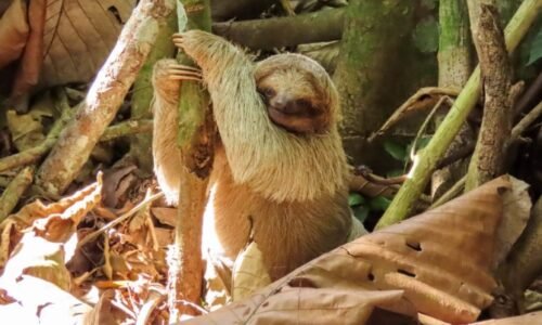 Sloth Watching Trail